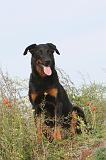 BEAUCERON 356